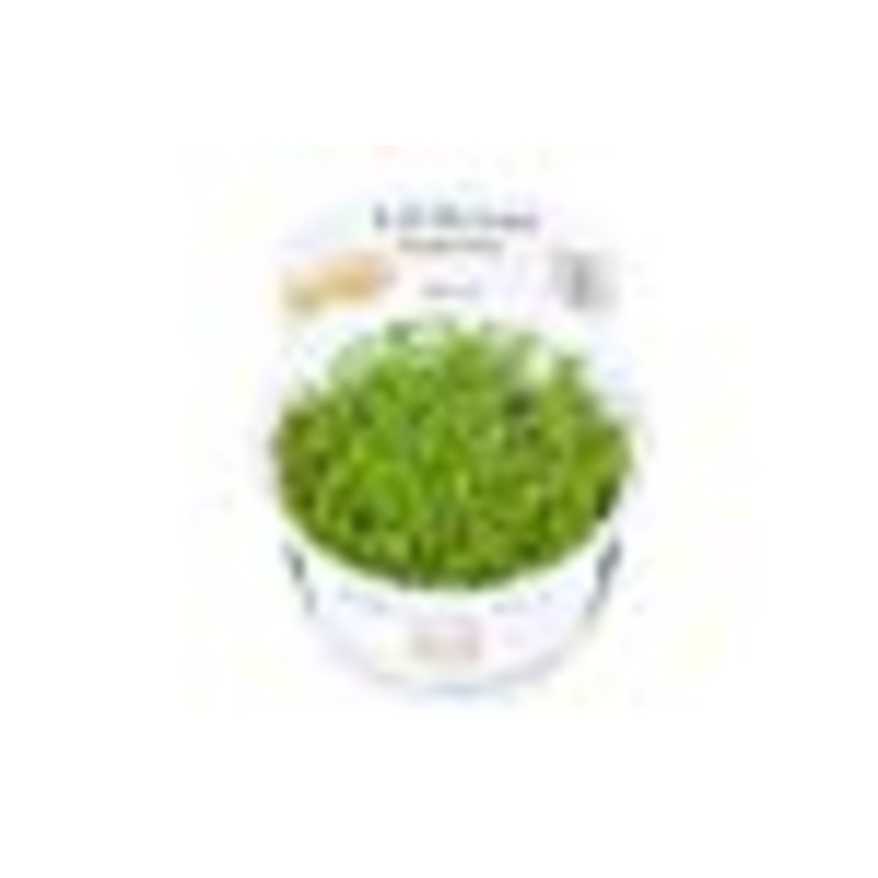 Tropica In Vitro 1-2-grow! Rotala ‘Vietnam H’ra’