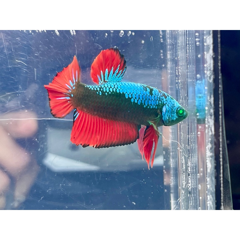 * Betta * HULK HMPK #HU31 (Actual Fish)