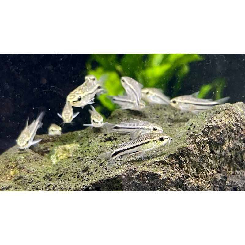 * Corydoras * Corydoras pygmaeus (10 pieces)