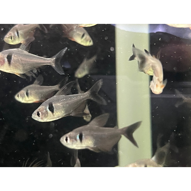 * Tetra * Black Phantom Tetra(10 pieces)