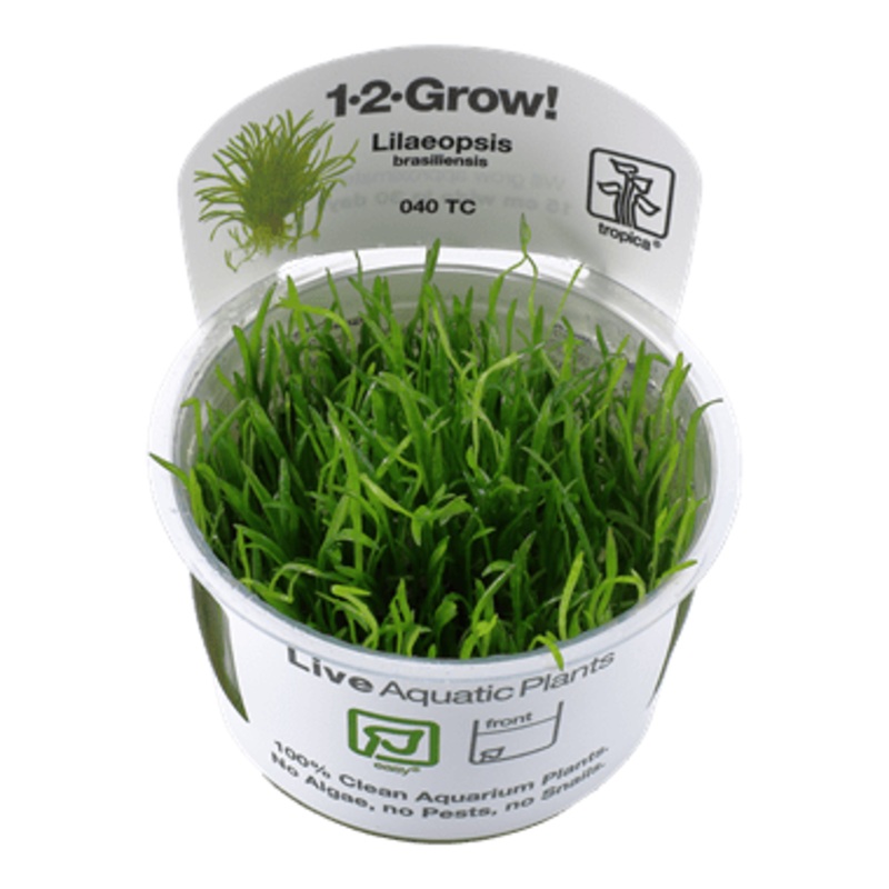Tropica Lilaeopsis brasiliensis 1-2-GROW!