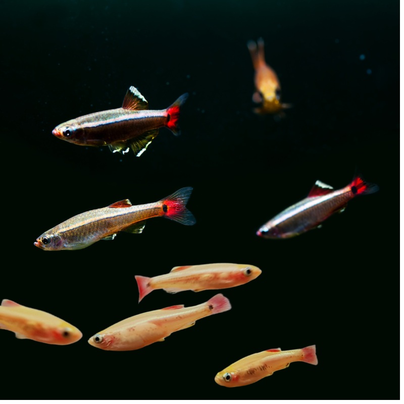 White Cloud Mountain Minnows Mixed Bundle Pack of two (2)