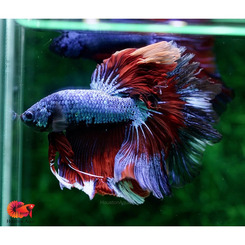 “WHOLESALE Halfmoon” Live Male Betta Fish Halfmoon 1