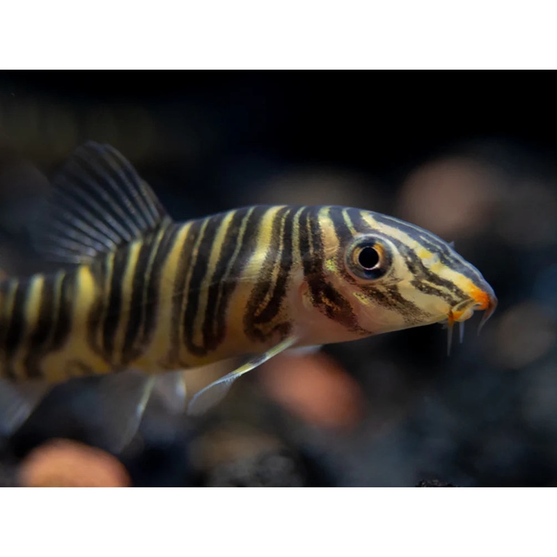 Zebra loach (Botia striata)