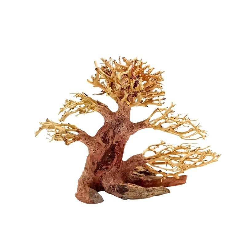 ANS Bonsai Tree 17F (S / M) Bonsai Tree 17F – S (23 x 17 x 10cm)