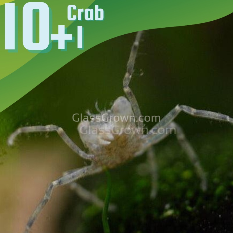Thai Micro Crabs 10+1 Ten + 1