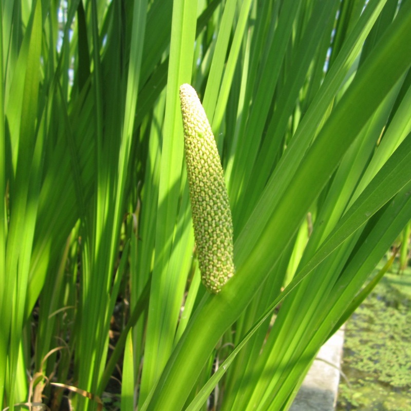 Acorus Calamus Sweet Flag 1 Litre (pack of 3)