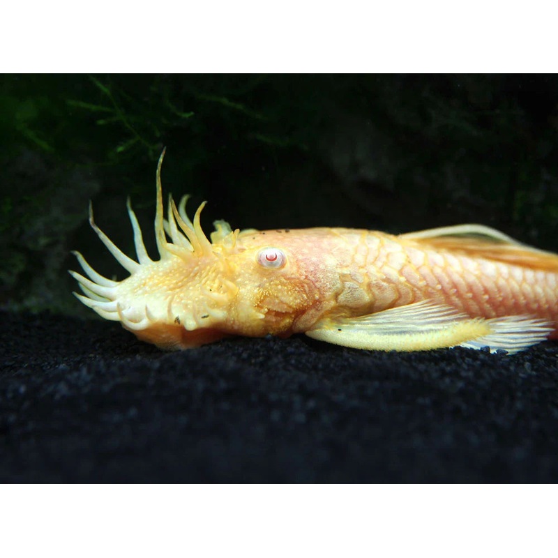 Albino Bristlenose Pleco 2-3CM – Home Bred
