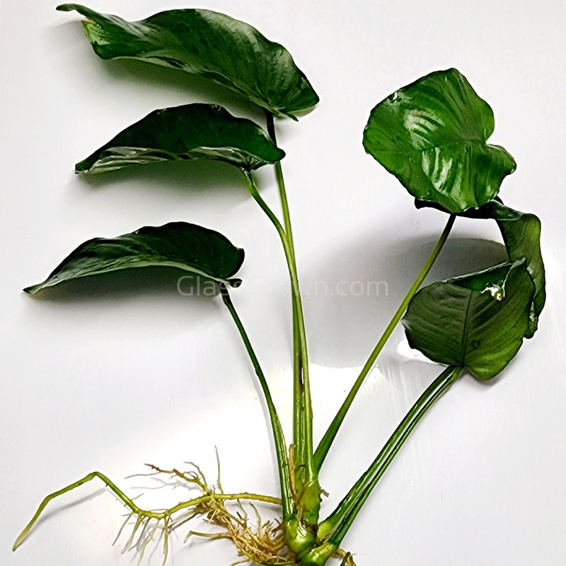 Anubias Nana Mother