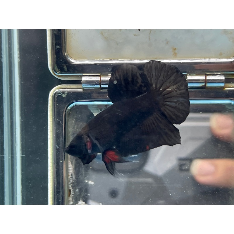 * Betta * Black HMPK #P20 (Actual Fish)
