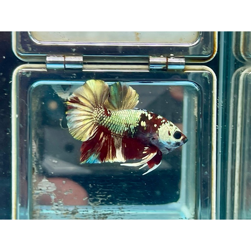 * Betta * Cooper Fancy HMPK #P16 (Actual Fish)