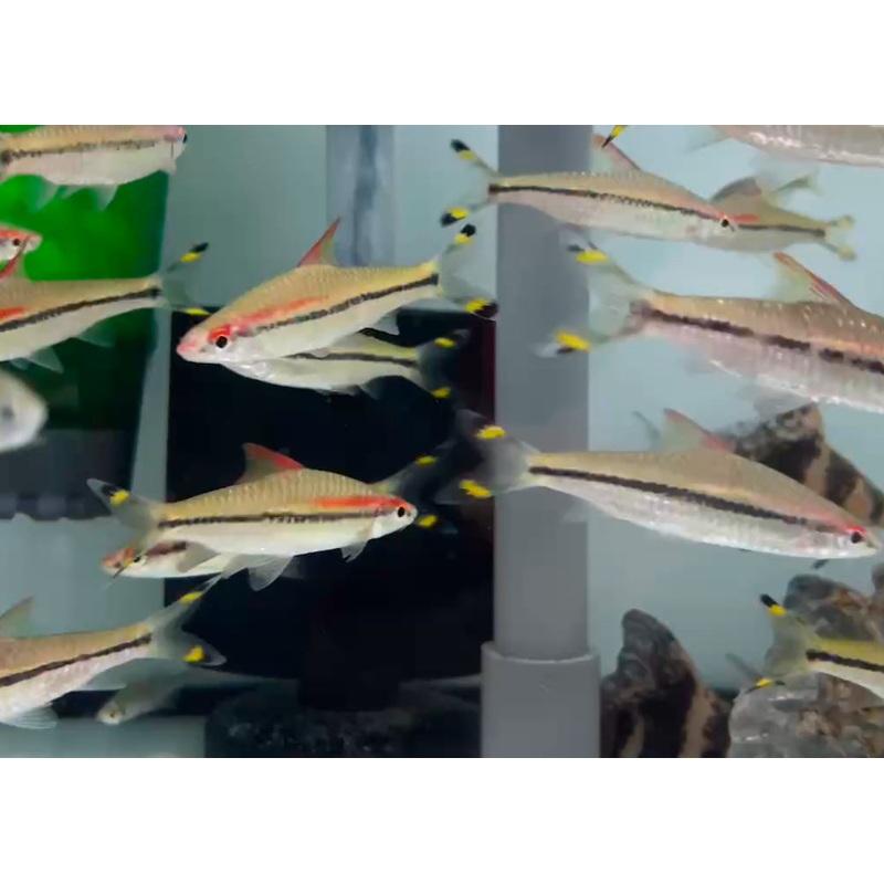 * Tetra * Redline Torpedo barbs (10 pieces)