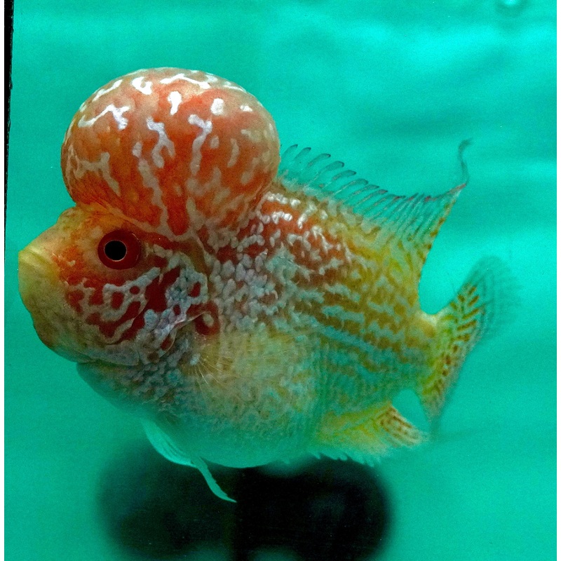*NEW #3 Golden Base Kamfa Male Flowerhorn (Mini Size 2.5) Potential Small Kamfa