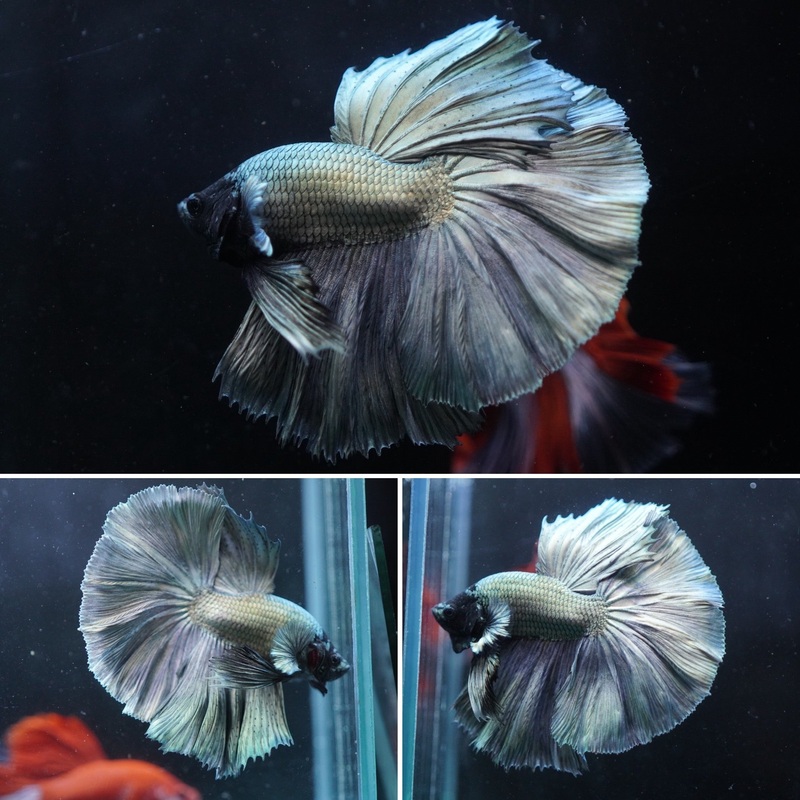 #2 (New Arrival) Copper Black Head Over Halfmoon – High Quality Live Aquarium Male Betta Fish