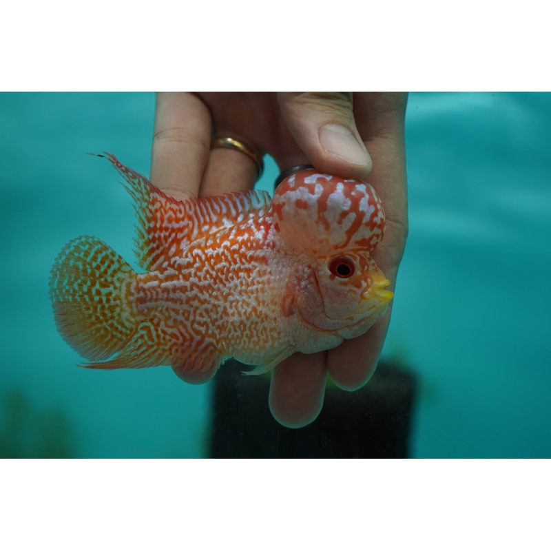 *NEW #5 Golden Base Kamfa Male Flowerhorn (Mini Size 2.5) Potential Small Kamfa