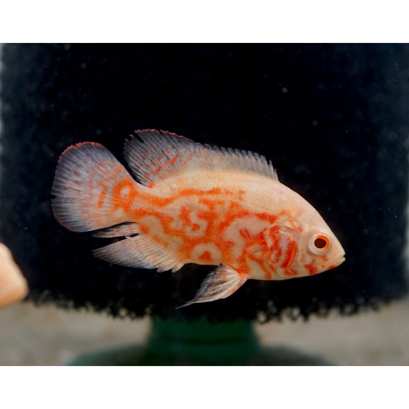 Albino Fire Red Tiger Oscar 1 Fish