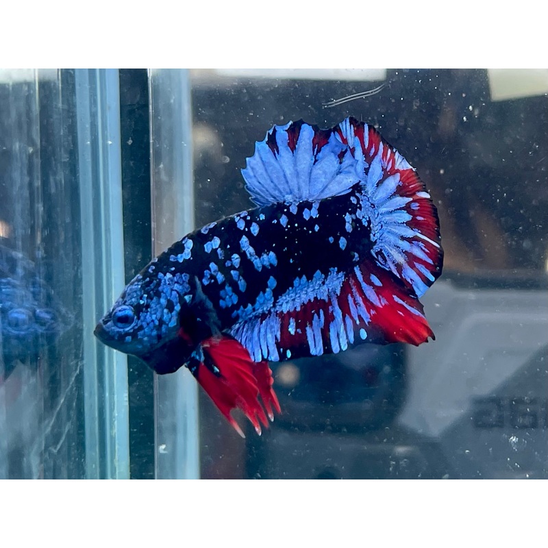 * Betta * Avatar HMPK #A10 (Actual Fish)