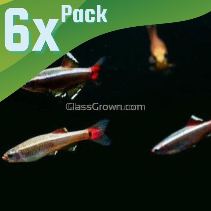 White Cloud Mountain Minnows 6 Pack 6x