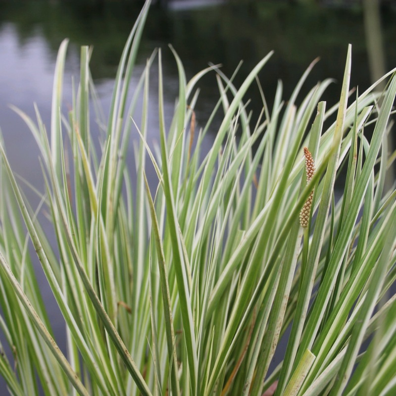 Acorus Gramineus Variegatus Variegated Slender Sweet Flag 9cm (3pk)