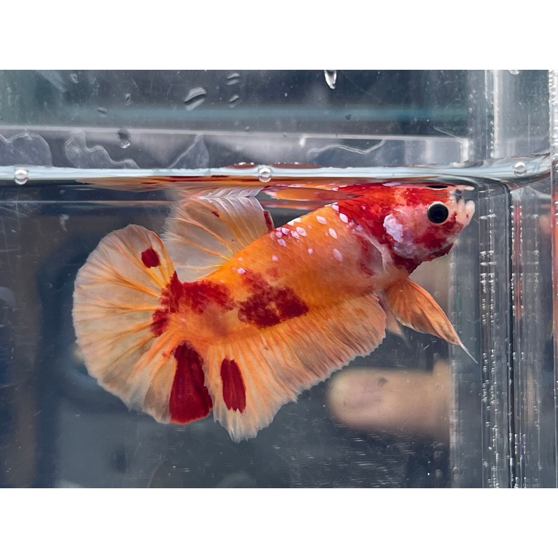 * Betta * Fancy HMPK (Actual Fish) #B12