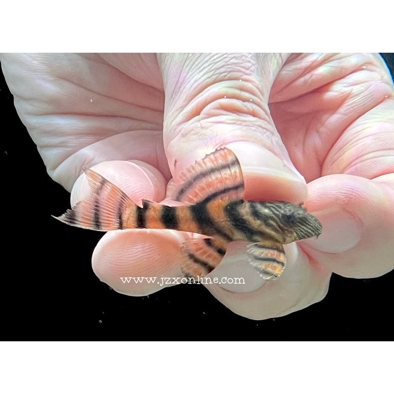 * Pleco * L397 captive 4-5cm