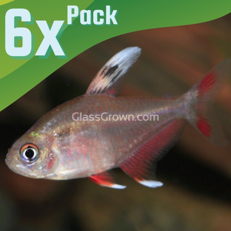 White Fin Pink Jewel Tetras 6 Pack School of 6