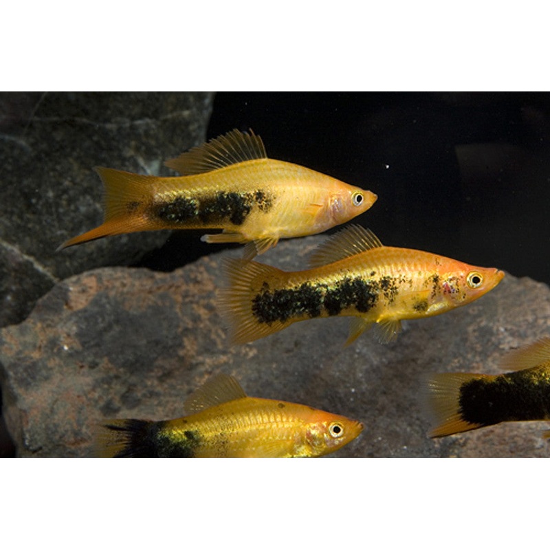 Yellow Tuxedo Swordtail