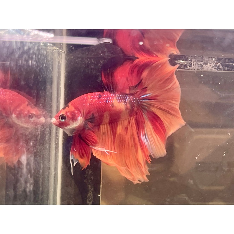 * Betta * Multicolour HM #HM71 (Actual Fish)