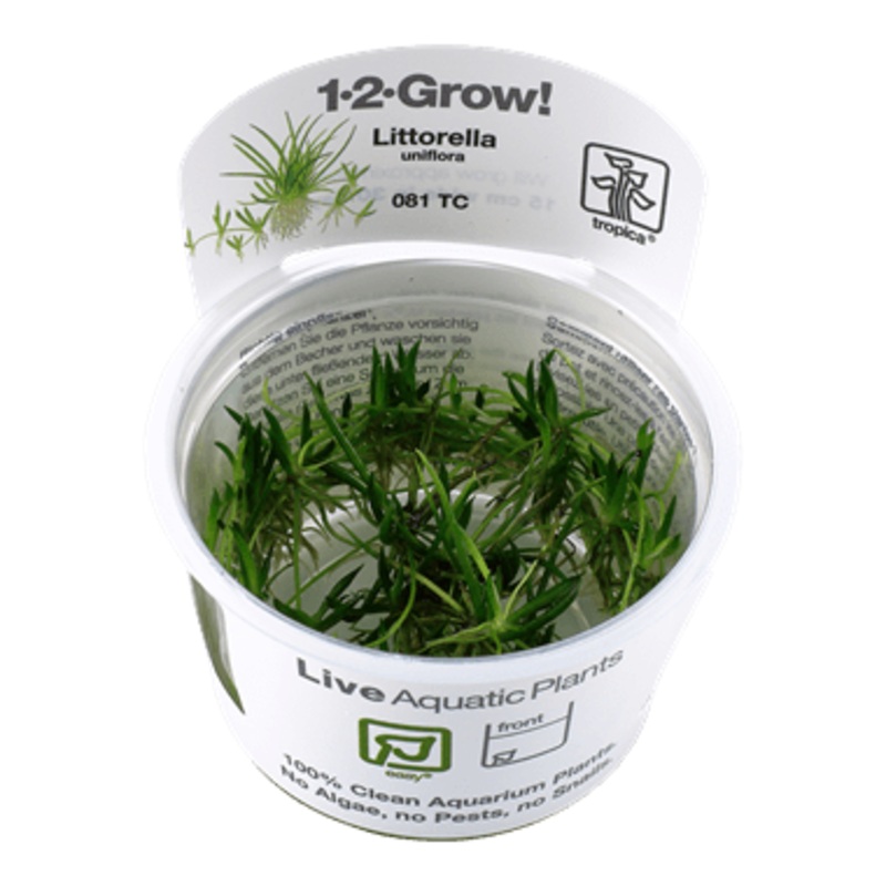 Tropica Littorella uniflora 1-2-Grow!