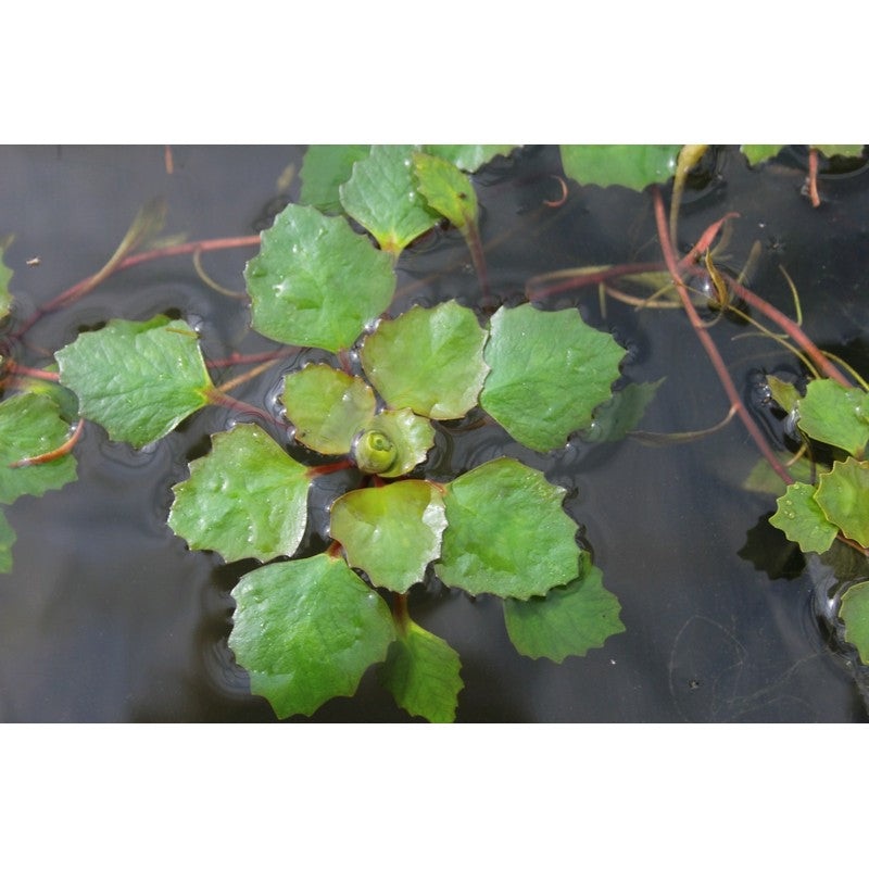 Water Chesnut Trapa Natans Pack of 5 Live Plant