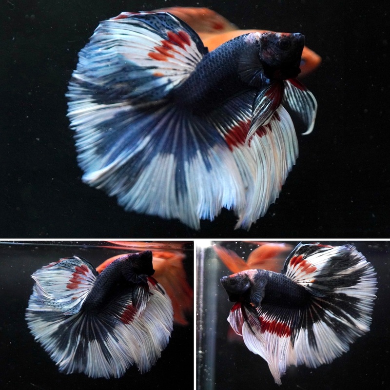 #11 (New Arrival) Blue Grizzle Rare Color Over Halfmoon Tail – High Quality Live Aquarium Male Betta Fish