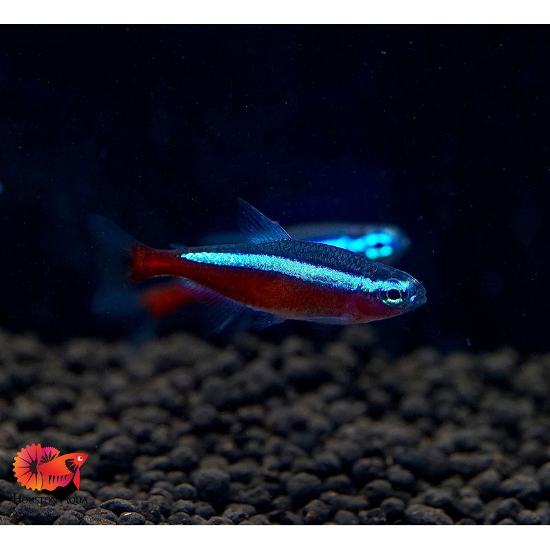 (Colombia) Cardinal Neon Tetra – Aquatic Fish
