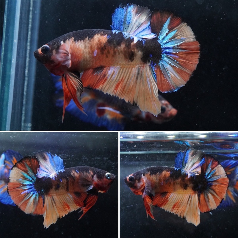 #3 (New Arrival) Candy Tiger Nemo Koi Male Plakat Betta Fish – High Quality Live Aquarium Male Betta Fish