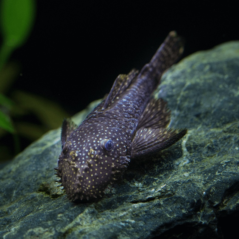 Algae Eater Bristlenose Black Pleco | (4-5 Cms) Single