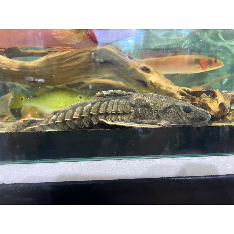 * Catfish * Megalodoras uranoscopus Irwini catfish “Peru” 30-35cm