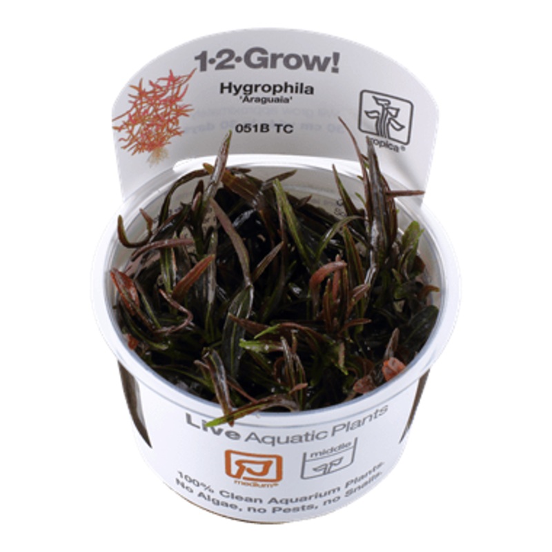 Tropica Hygrophila ‘Araguaia’ 1-2-GROW!