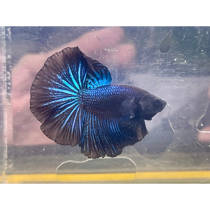 * Betta * Black Metallic HM #HM53 (Actual Fish)