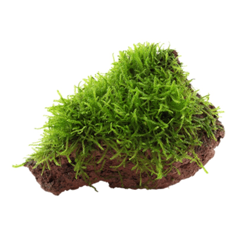 Tropica Taxiphyllum Barbieri On Lava Stone