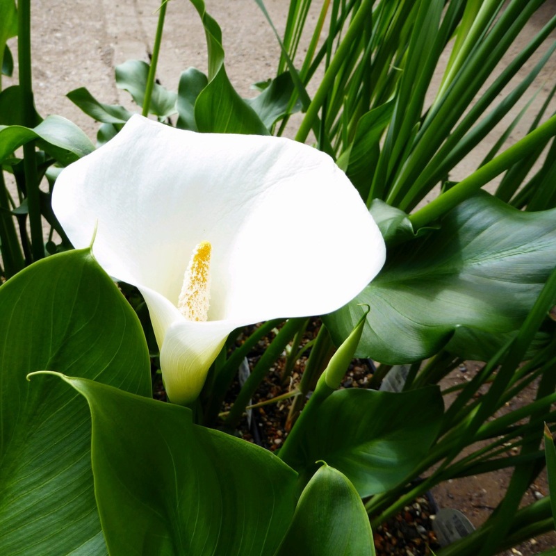 Zantedeschia Aethiopica ‘Crowborough’ Arum Lily 1Ltr Pond Plant Single (1)
