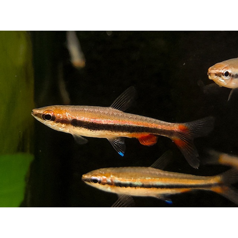 * Tetra * Red Beckfords Pencilfish(10 pieces)