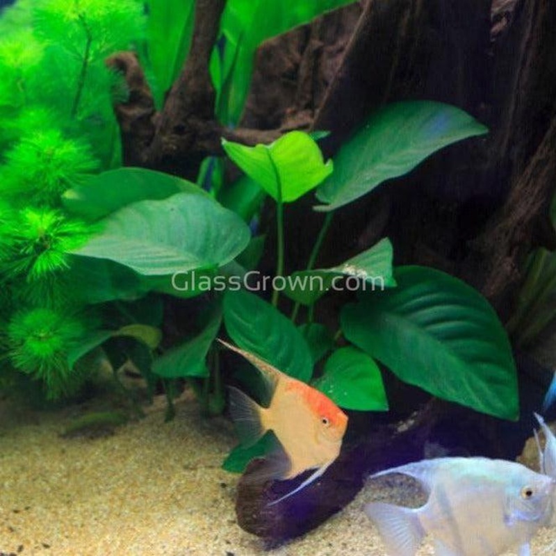 Anubias Barteri Mother