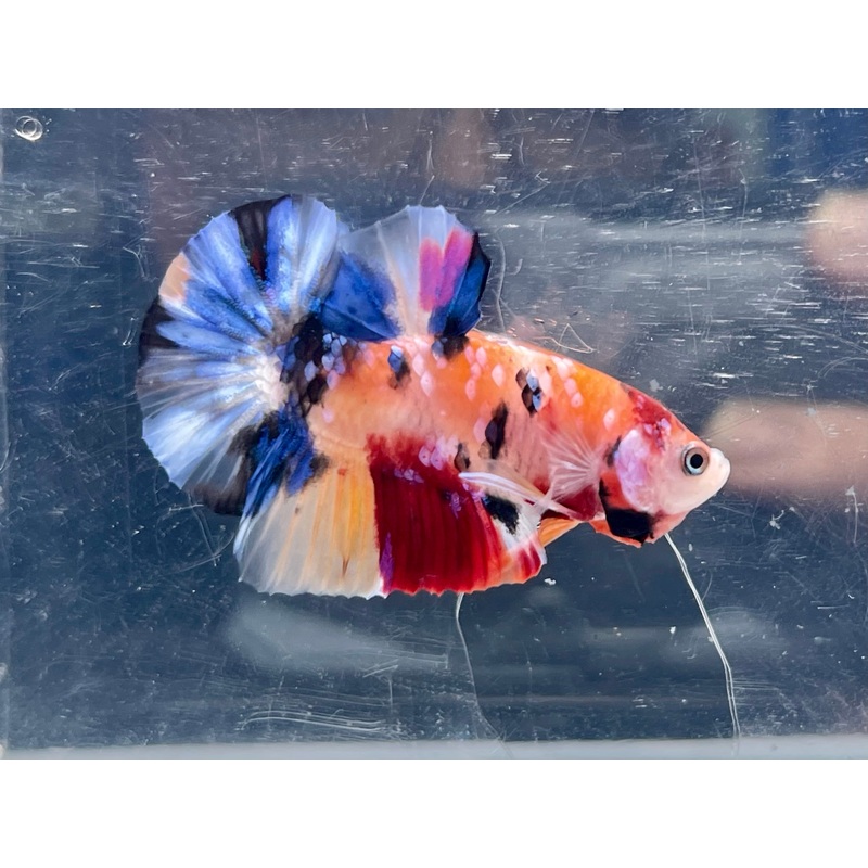 * Betta * Fancy HMPK (Actual Fish) #B10