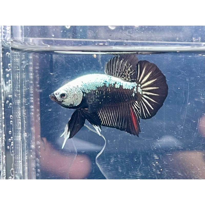 * Betta * Black Samurai HMPK #P81 (Actual Fish)
