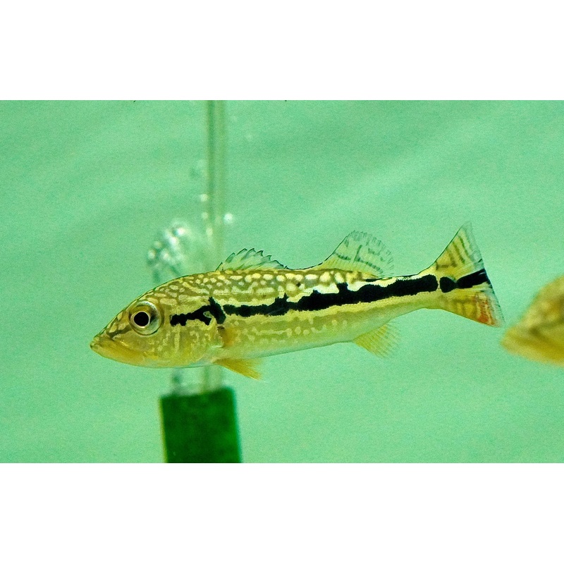 (New Breed) Royal Silk Bass size 4