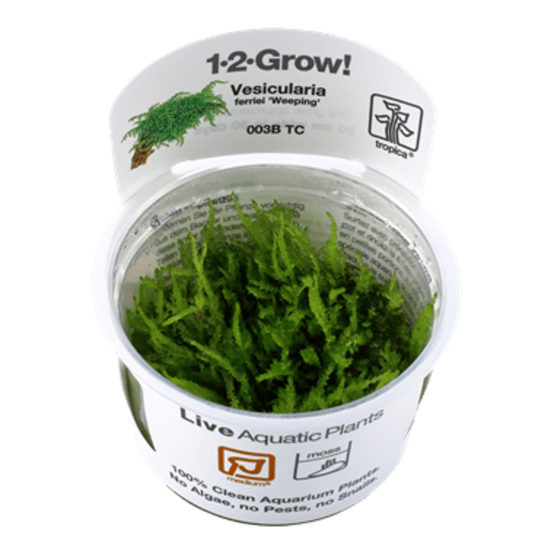 Tropica Vesicularia ferriei ‘Weeping’ 1-2-GROW!