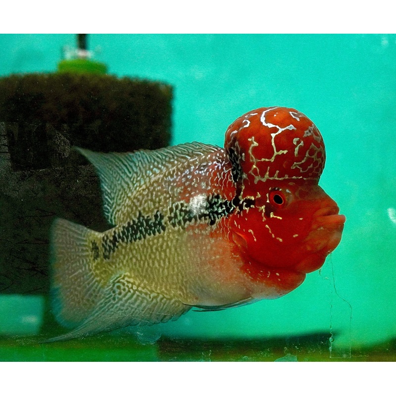 #1 (SRD) Super Red Dragon Flowerhorn 4.5-5