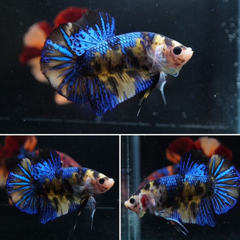 #5 (New Arrival) Yellow Shining Blue Nemo Koi Male Plakat Betta Fish – High Quality Live Aquarium Male Betta Fish