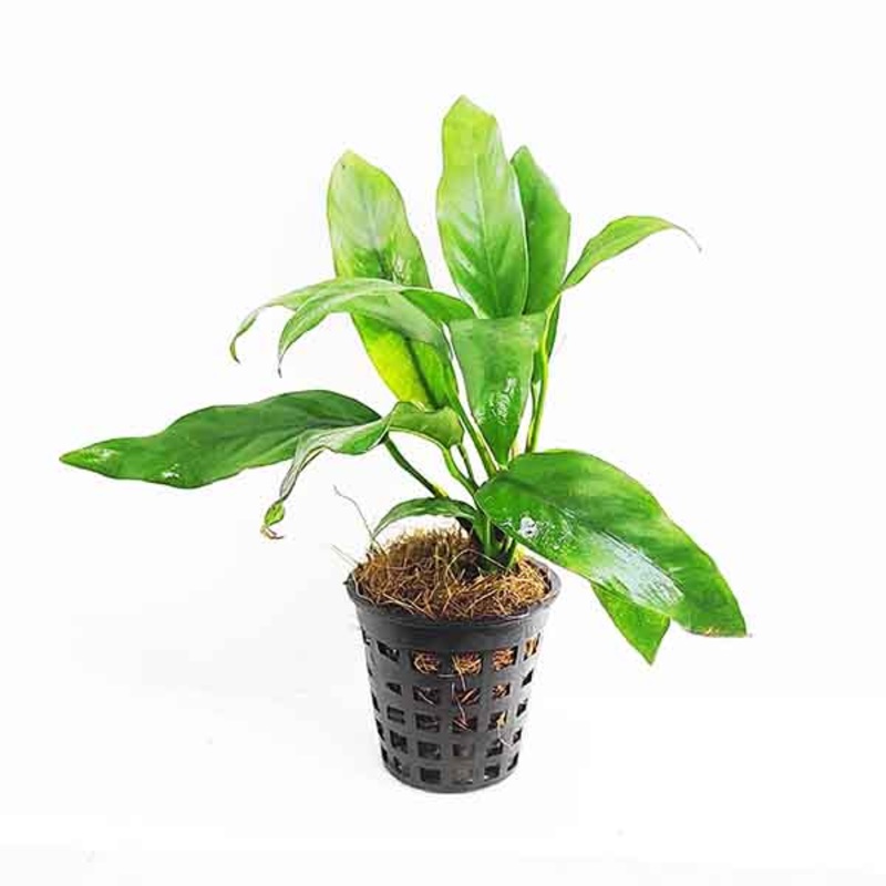 Anubias barteri var. glabra (single plant pot)
