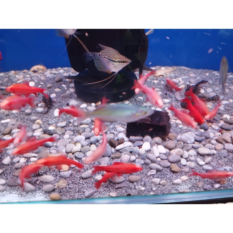 Albino Cherry Barb