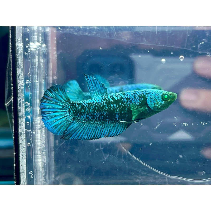 * Betta * HULK Female HMPK #HUF1 (Actual Fish)